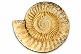 Cut & Polished Jurassic Ammonite (Perisphinctes) Fossil #369799-2